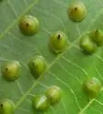 Hickory Smooth Gumdrop Gall Midge - photo 2