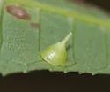 Hickory Smooth Gumdrop Gall Midge - photo 3
