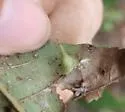 Hickory Smooth Gumdrop Gall Midge - photo 4