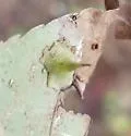 Hickory Smooth Gumdrop Gall Midge - photo 5