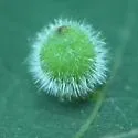 Hickory Spiny Ball Gall Midge - Caryomyia spiniglobus