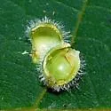 Hickory Spiny Ball Gall Midge - photo 2