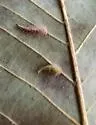 Caryomyia spinulosa