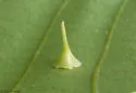 Hickory Starry-base Gall Midge - photo 3