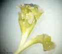 Hickory Starry-base Gall Midge - photo 4
