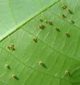 Caryomyia striolata