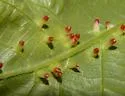 Caryomyia striolata - photo 2
