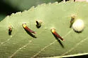 Hickory Awl-shaped Gall Midge