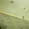 Hickory Awl-shaped Gall Midge - photo 2