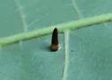 Hickory Awl-shaped Gall Midge - photo 3