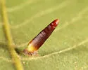 Hickory Awl-shaped Gall Midge - photo 4
