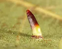 Hickory Awl-shaped Gall Midge - photo 5