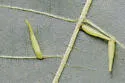 Caryomyia supina