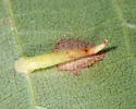 Caryomyia supina - photo 2
