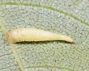 Caryomyia supina - photo 3