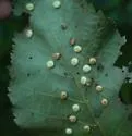Hickory Placenta Gall Midge - Caryomyia thompsoni