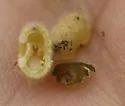 Hickory Placenta Gall Midge - photo 2