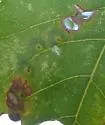 Hickory Placenta Gall Midge - photo 3