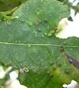 Hickory Placenta Gall Midge - photo 4