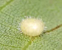 Hickory Placenta Gall Midge - photo 5