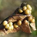 Hickory Bumpy Woody Gall Midge - photo 2