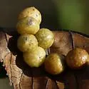Hickory Bumpy Woody Gall Midge - photo 3