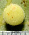 Caryomyia tuberidolium