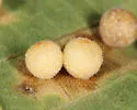 Caryomyia tuberidolium - photo 4