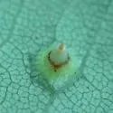 Hickory Bullet Gall Midge