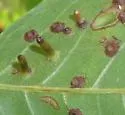 Hickory Bullet Gall Midge - photo 3