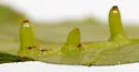 Hickory Bullet Gall Midge - photo 4