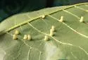 Hickory Bullet Gall Midge - photo 5