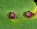 Caryomyia turbanella - Caryomyia turbanella