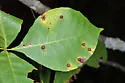 Caryomyia turbanella - photo 2