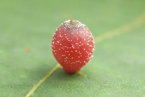 Hickory Sticky Ginger Jar Gall Midge