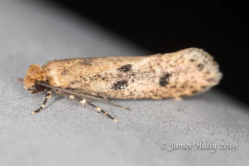 Case-bearing Clothes Moth