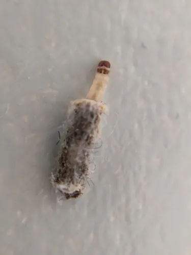 Case-bearing Clothes Moth - photo 4