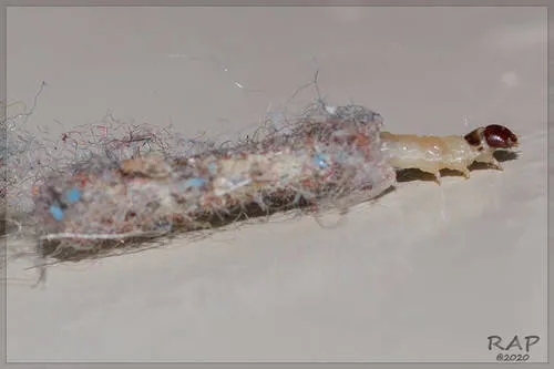 Case-bearing Clothes Moth - photo 5