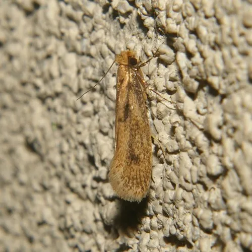 Case-bearing Clothes Moth - photo 6