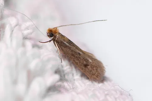 Case-bearing Clothes Moth - photo 7