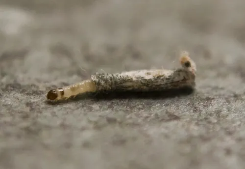 Case-bearing Clothes Moth - photo 8