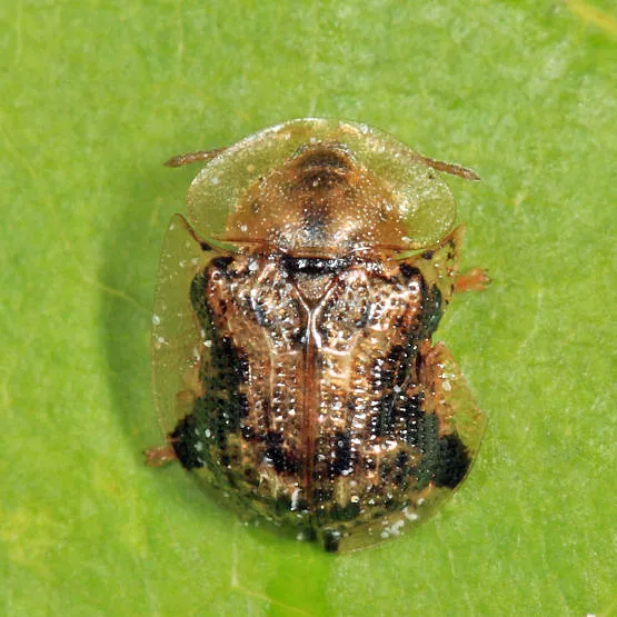 Cassida piperata - photo 2