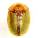 Cassida relicta