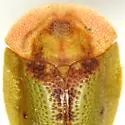 Cassida relicta - photo 2