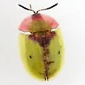 Cassida relicta - photo 3