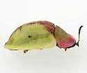 Cassida relicta - photo 4