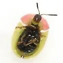 Cassida relicta - photo 5