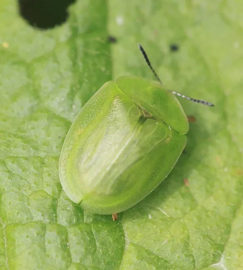 Cassida viridis