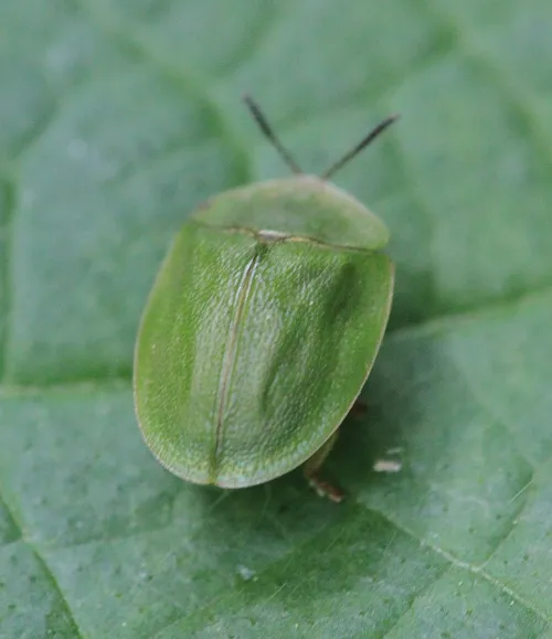 Cassida viridis - photo 2