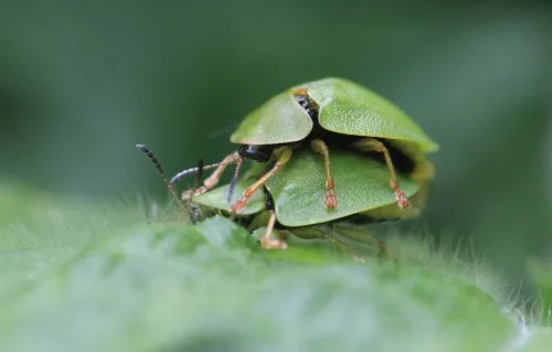 Cassida viridis - photo 3